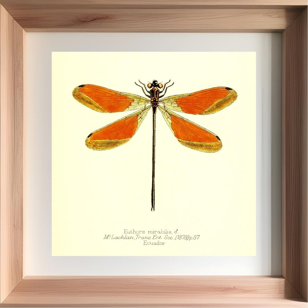 Euthore Mirabilis (male)
