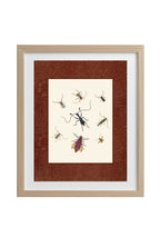 Insects 1