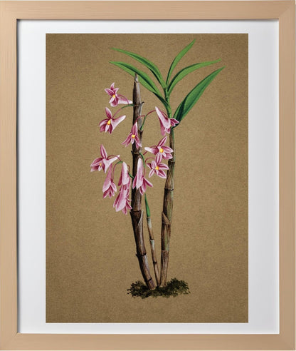 Dendrobium Hasselti