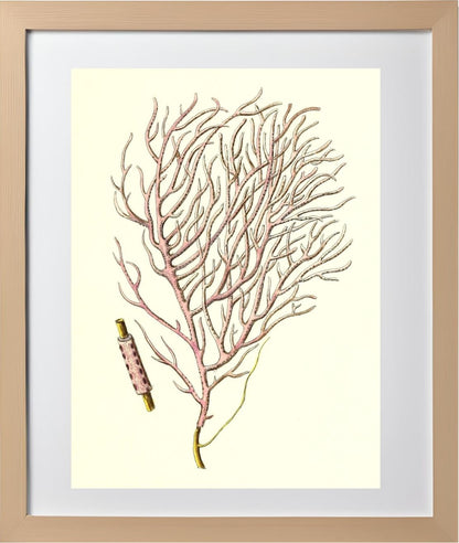 Gorgonia violacea