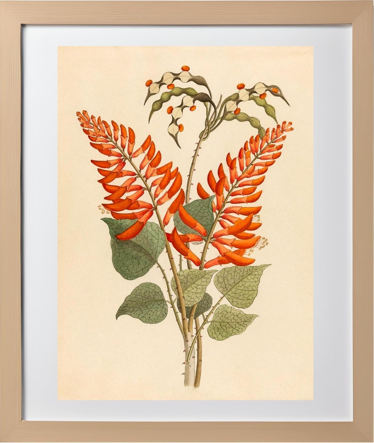 Erythrina, Nov. Specie (Erythrina Humeana)