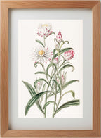 Large-flowered Helichrysum