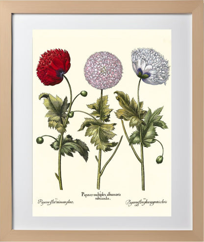 Double-flowered variegated garden poppy, et al