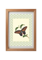 Papilio Laomedon