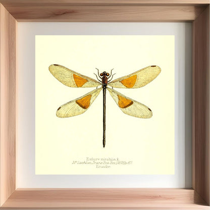 Euthore Mirabilis (female)