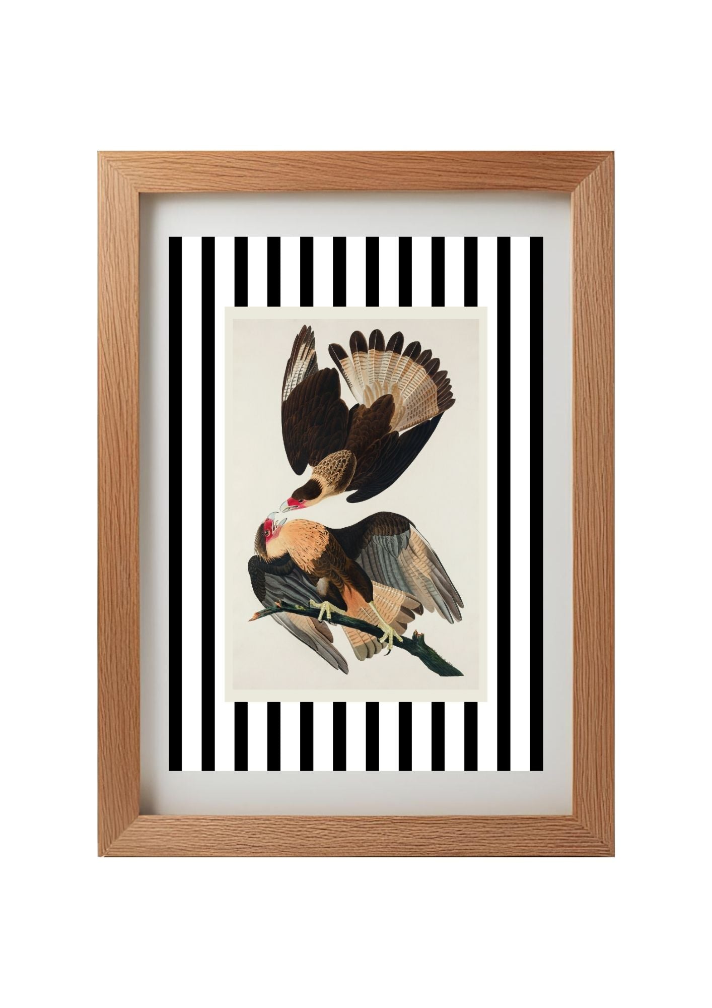 Brasilian Caracara