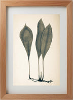 Antrophyum Boryanum