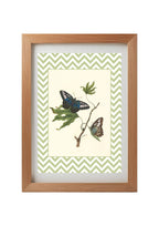 Papilio Gambricuis