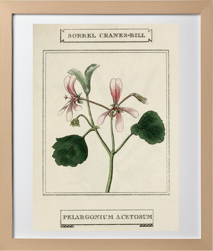 Sorrel Cranes-Bill