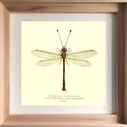 Helcopteryx Rhodiogramma