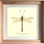 Helcopteryx Rhodiogramma
