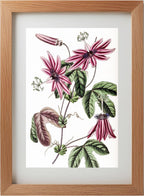 Crimson Passionflower