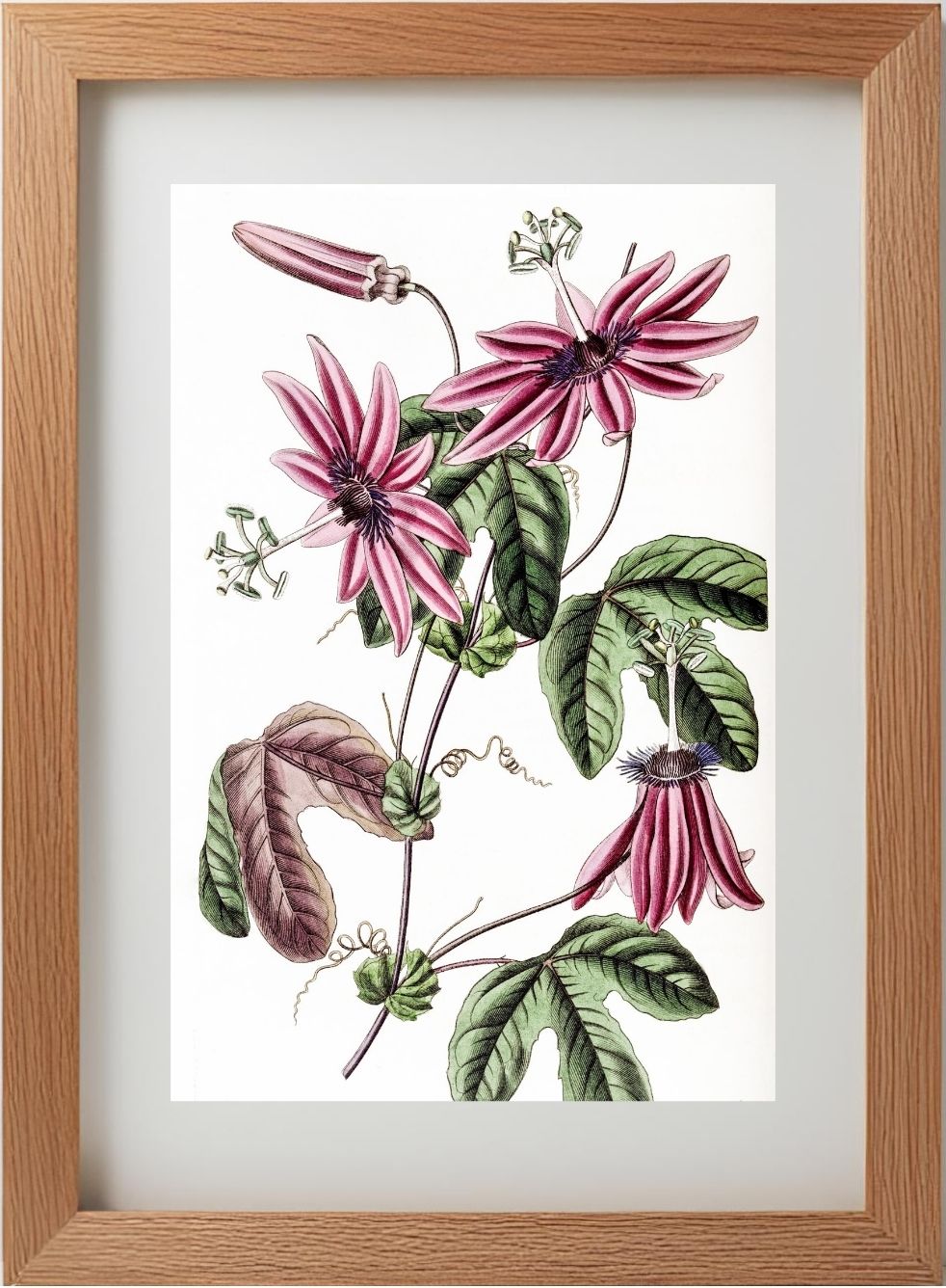 Crimson Passionflower