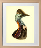 Casuarius Casuarius Violicollis