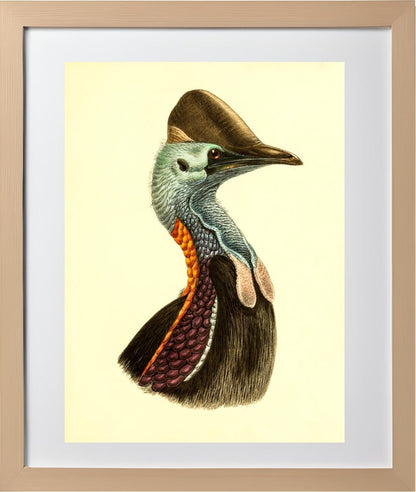 Casuarius Casuarius Violicollis