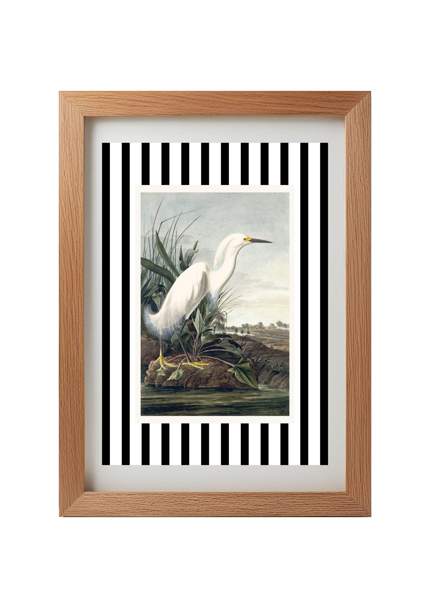 Snowy Egret