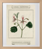 Sorrel Cranes-Bill