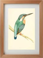 Kingfisher