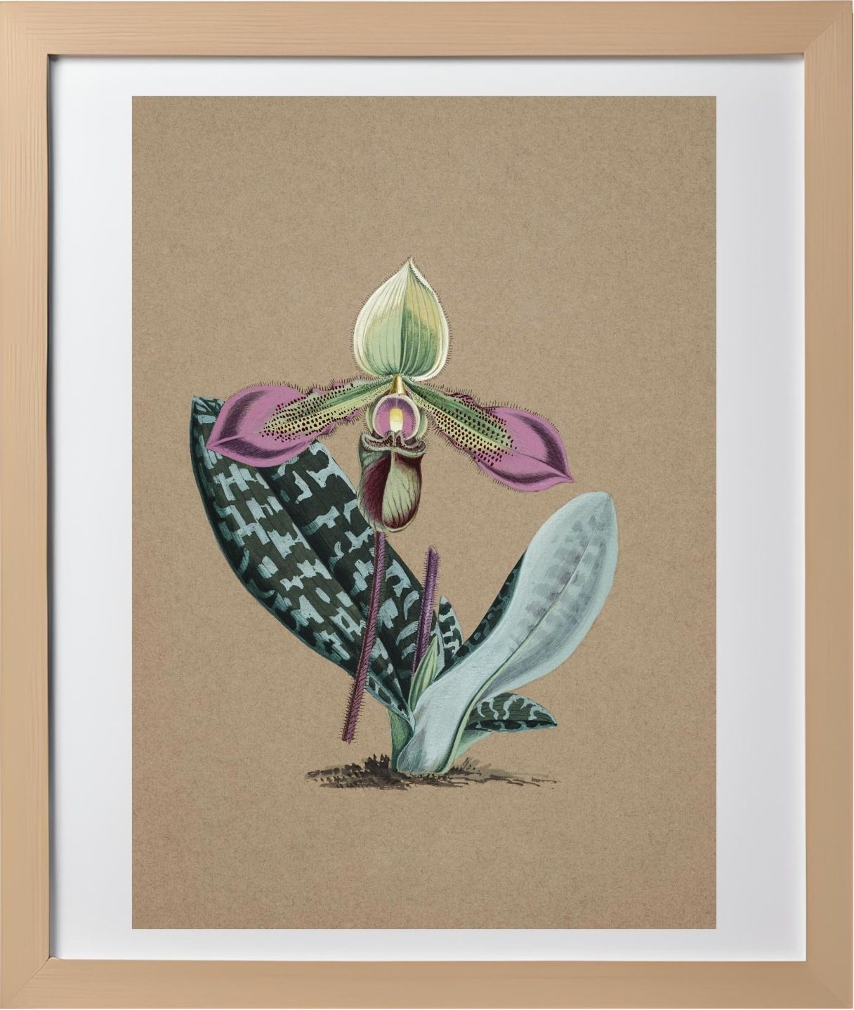 Cypripedium Hookerae