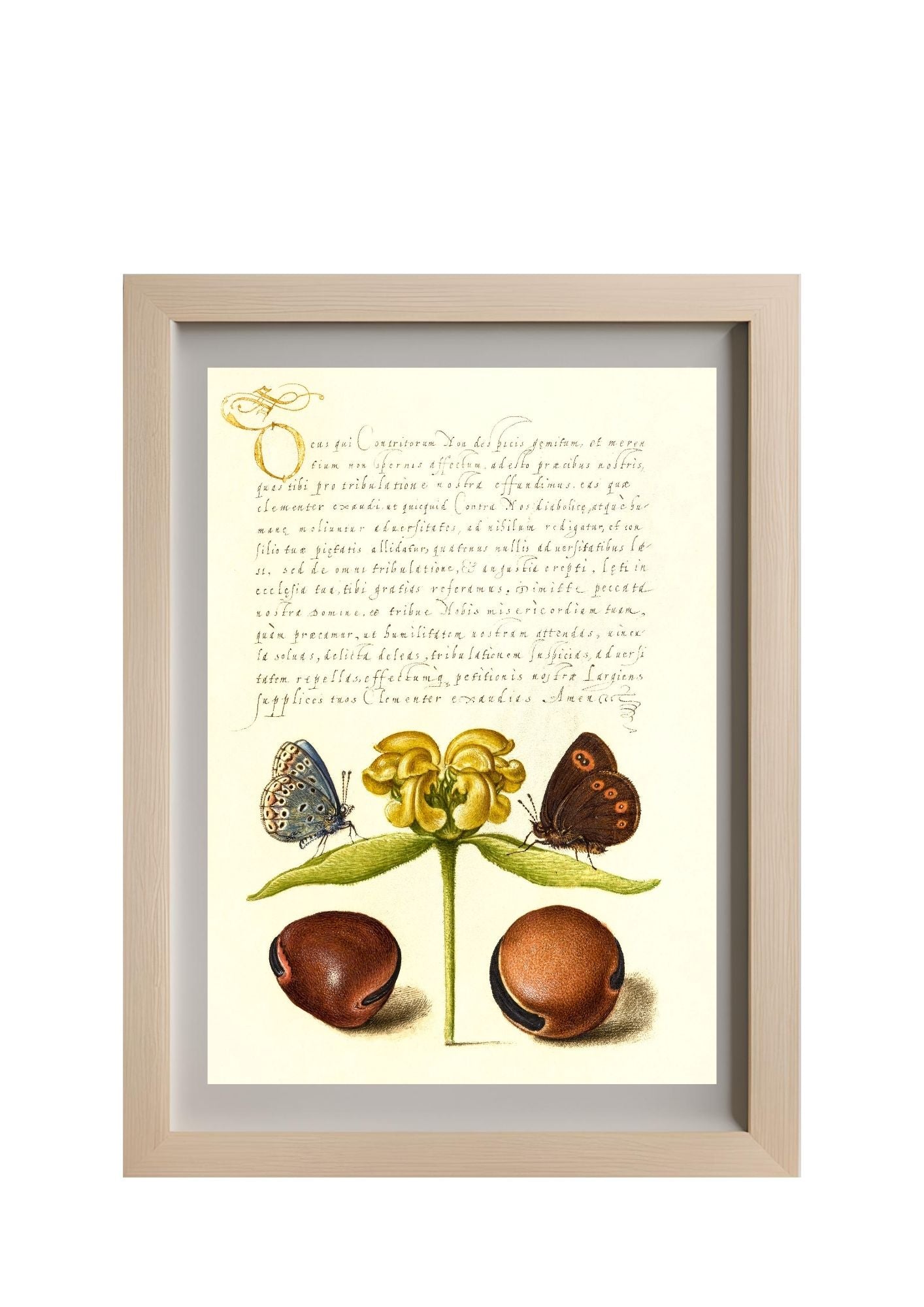 Moths, Jerusalem Sage, and Beans