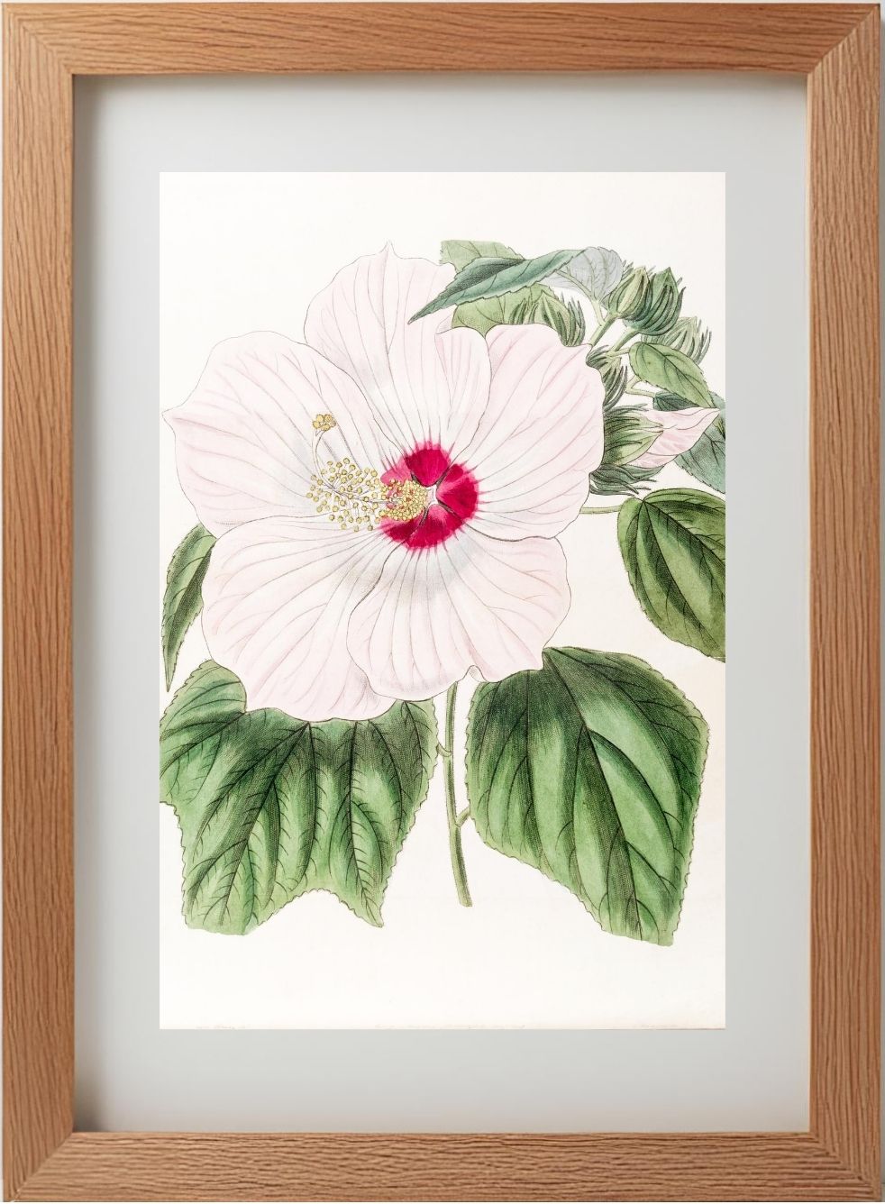 Musk Hibiscus