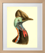 Casuarius Casuarius Beccarii