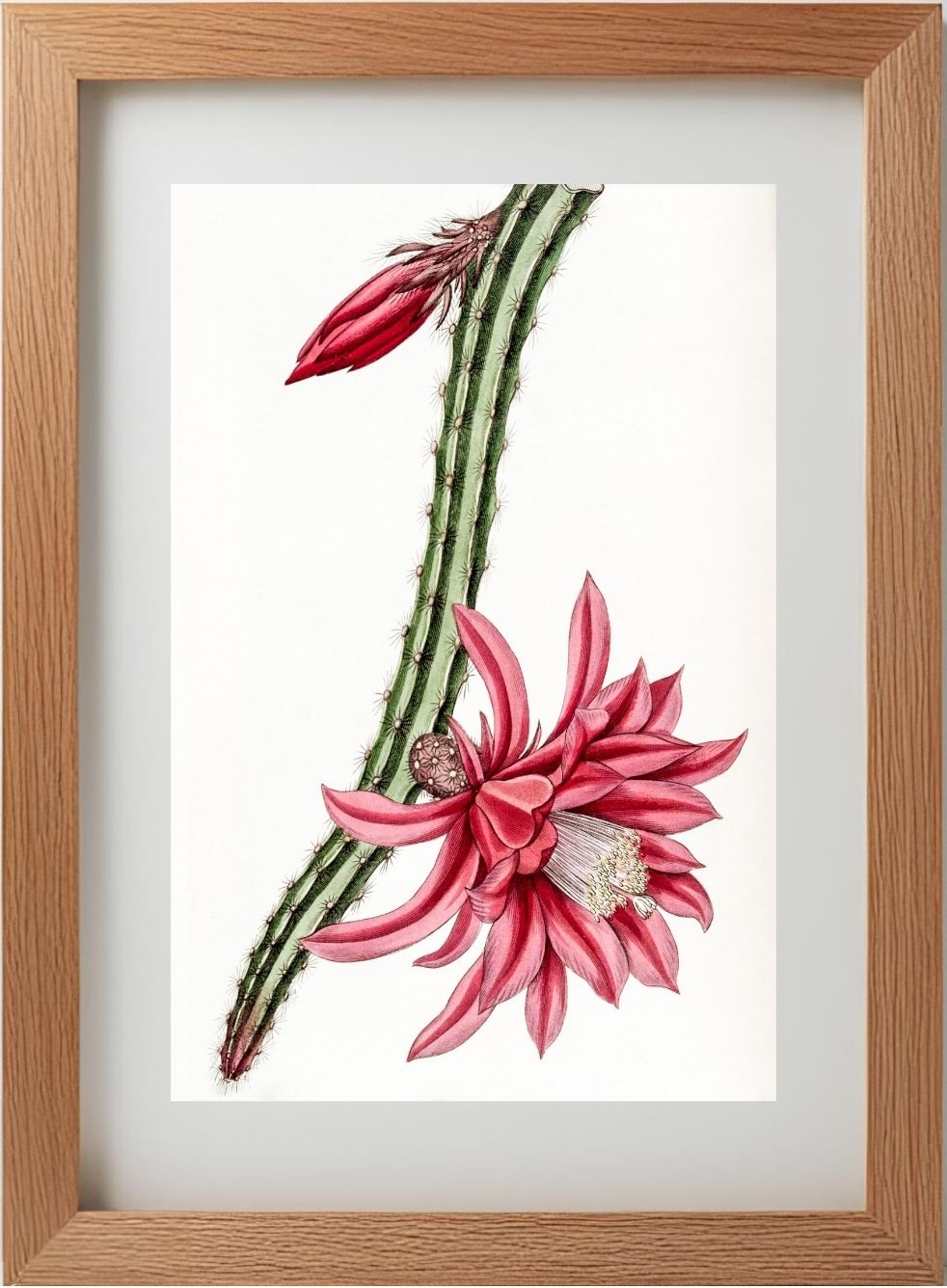 Crimson Creeping Cereus