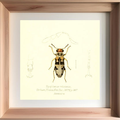 Epiphloeus Velutinus