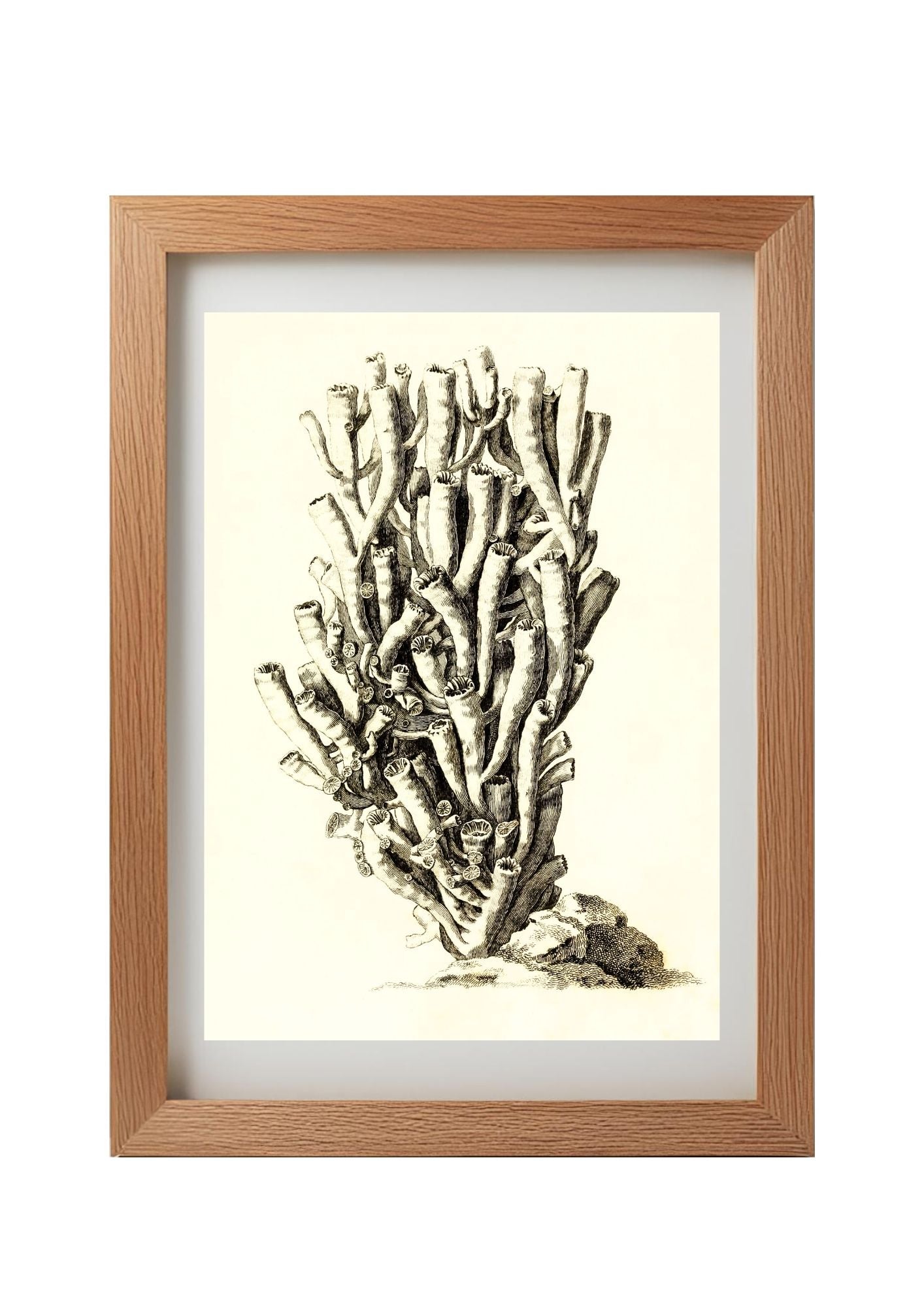 Caryophyllia antophyllum