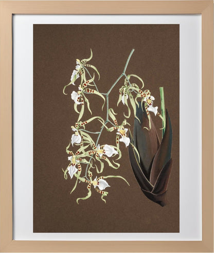 Oncidium Phymatochylum