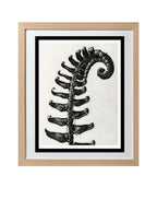 Polystichum Munitum (Prickly Shield Fern)
