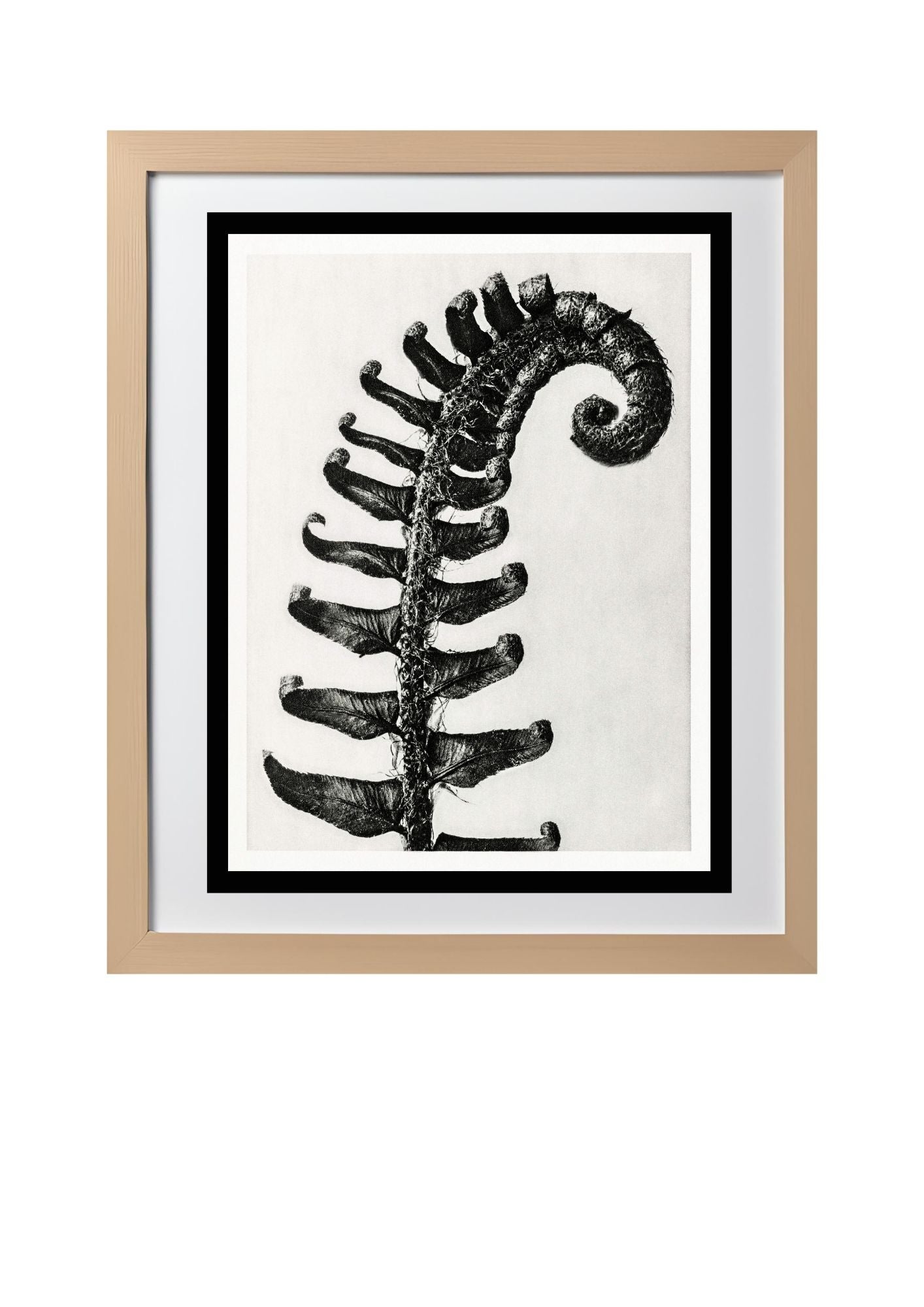 Polystichum Munitum (Prickly Shield Fern)