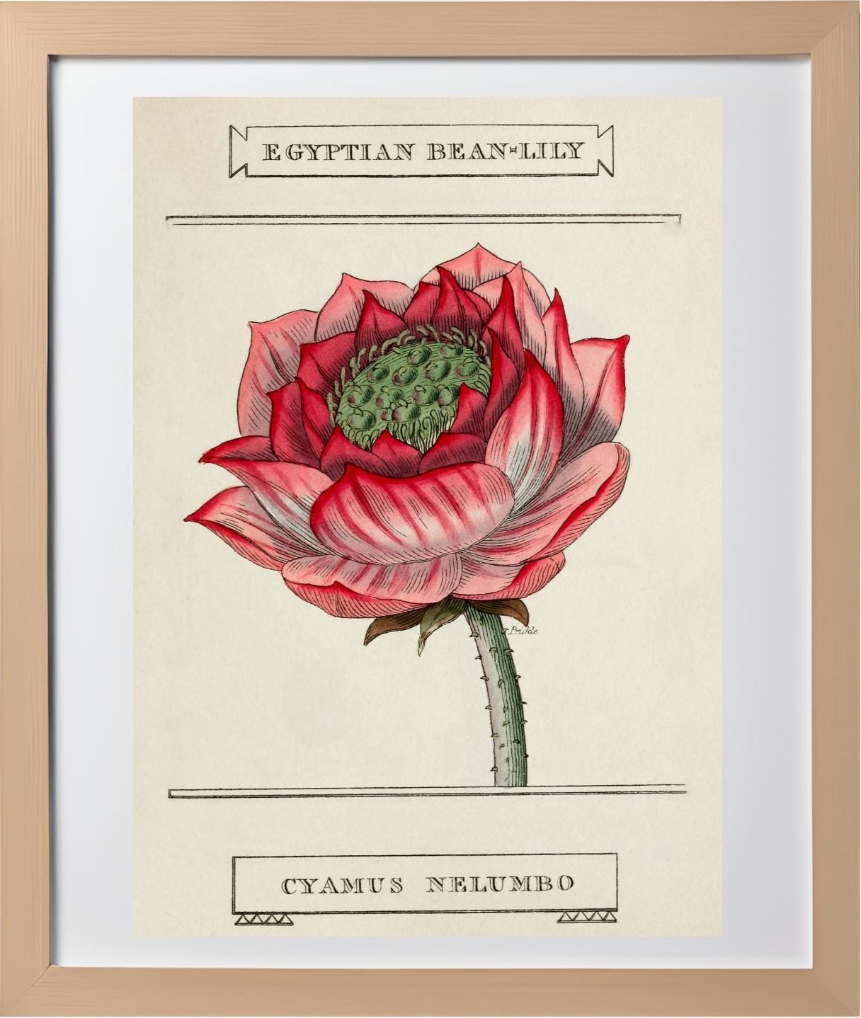 Egyptian Bean-Lily