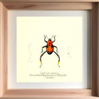 Copturus Eximius