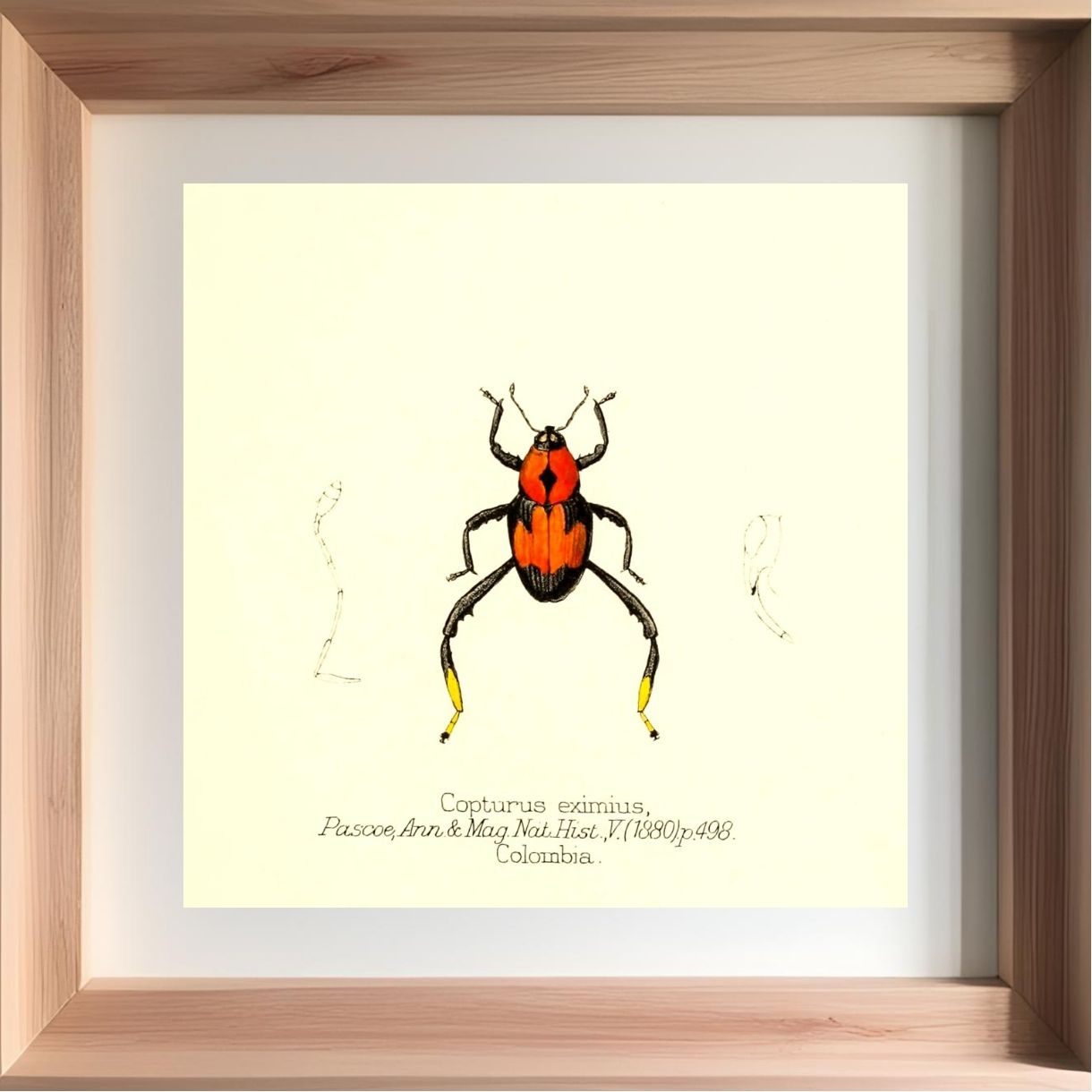 Copturus Eximius