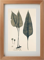 Polypodium Ovatum