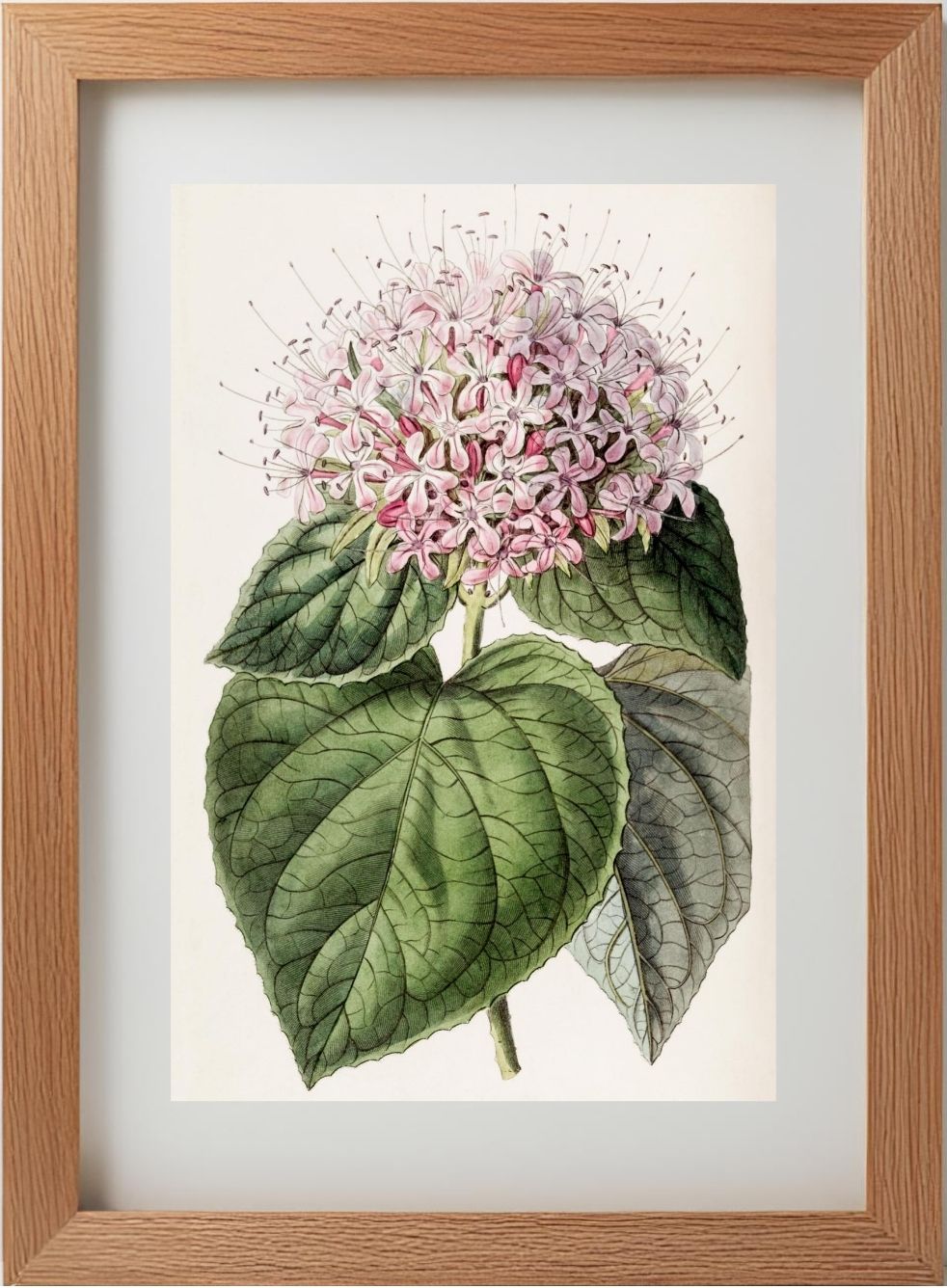 Fragrant Clerodendron