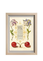 European Columbines and Sweet Cherry