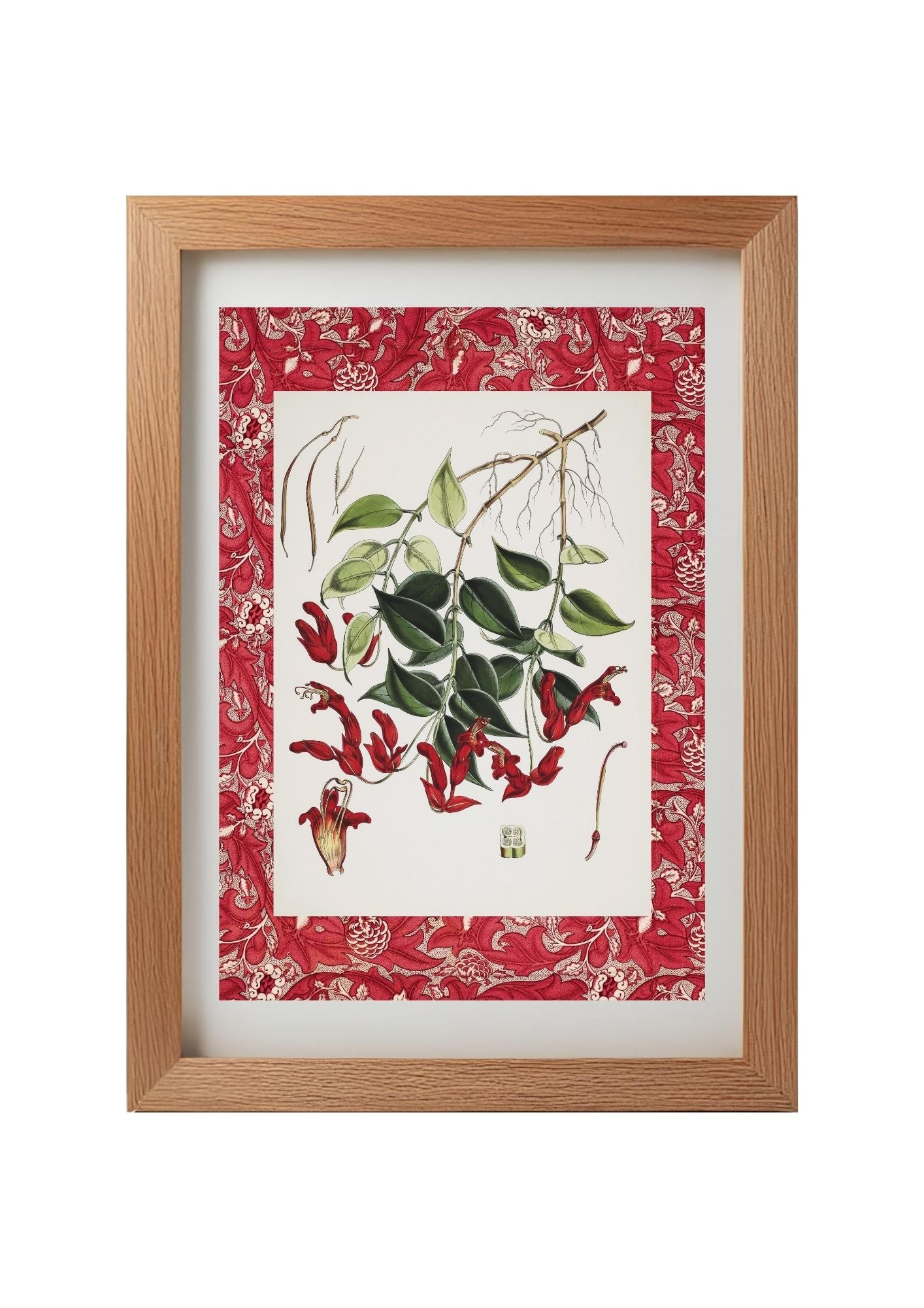Aeschynanthus Peelii