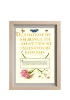 Insects, Carnation, and Judas Tree