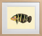 Scarus Quinque-Fasciatus