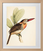 Long-Bill'd Puff Bird
