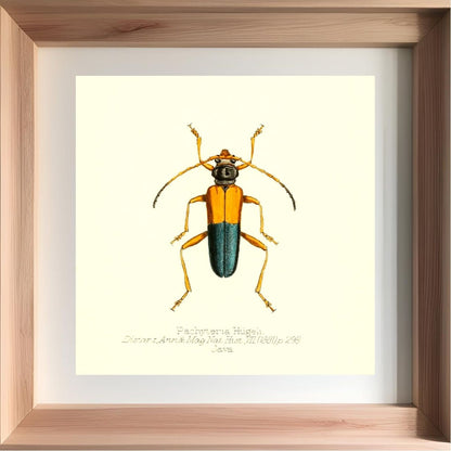 Pachyteria Hugeli