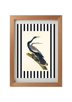Black Bellied Darter