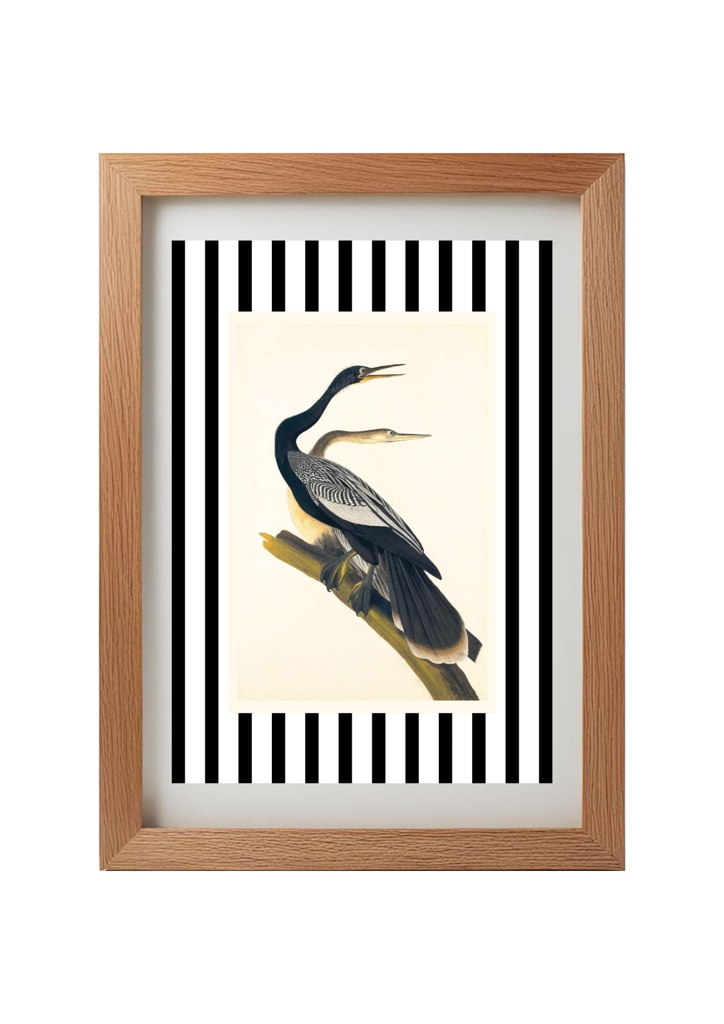 Black Bellied Darter