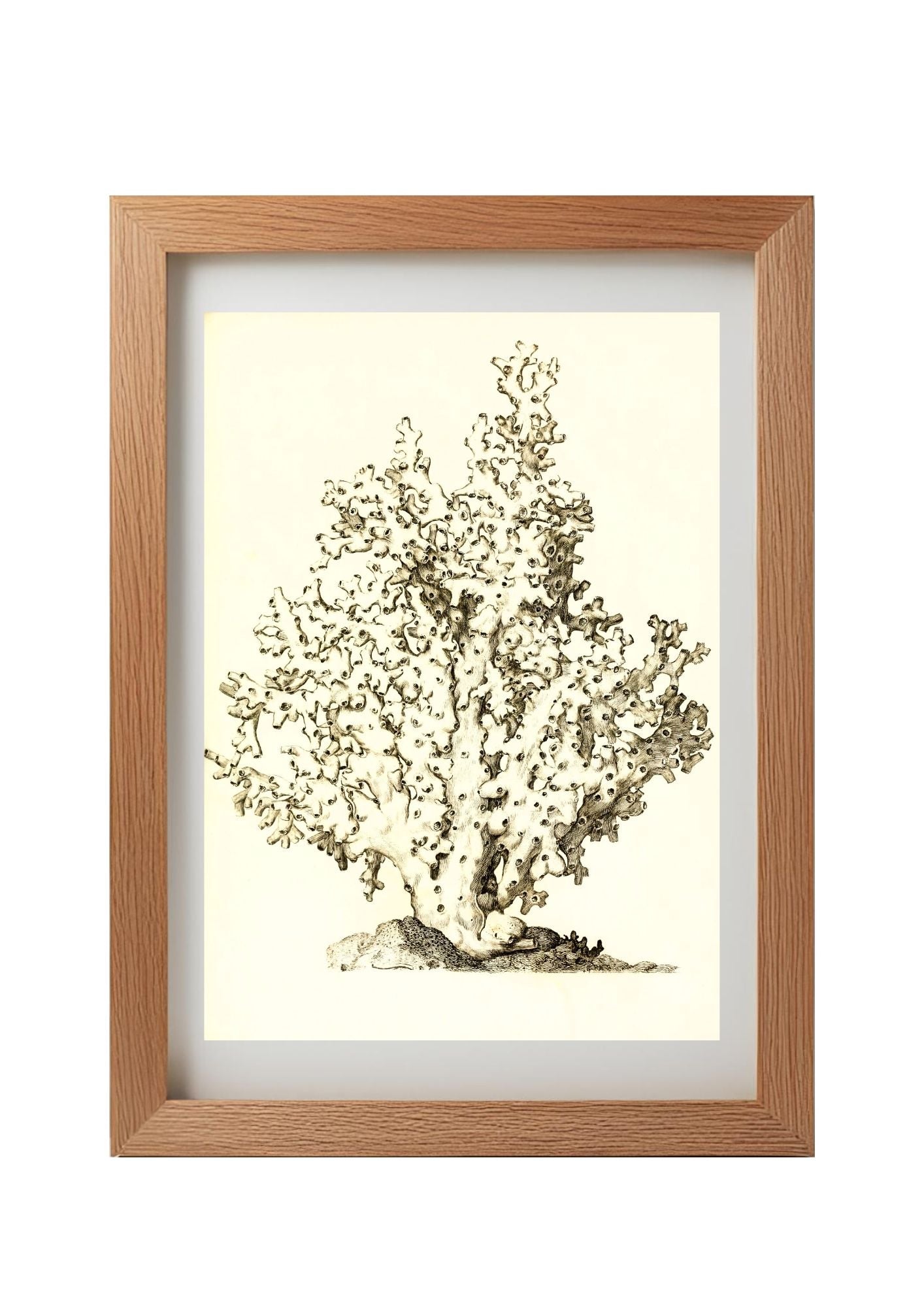 Oculina virginea