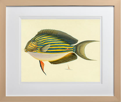 Acanthurus Vitatus