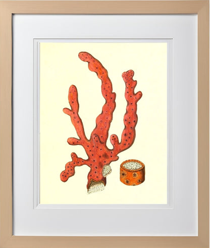Alcyonium arboreum