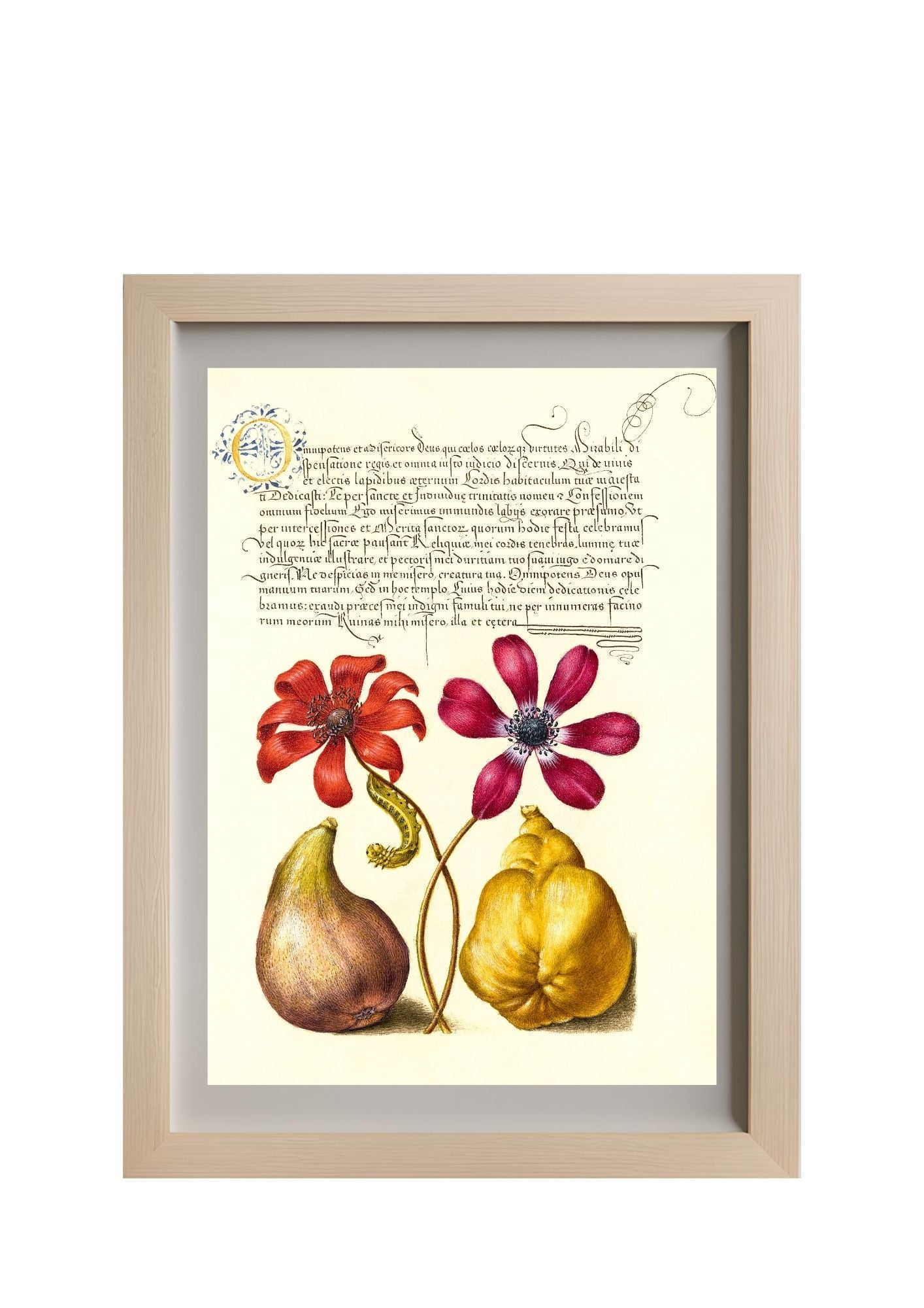 Poppy Anemones, Caterpillar, Fig, and Quince