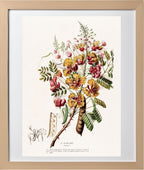 La Poincillade (Poinciana)